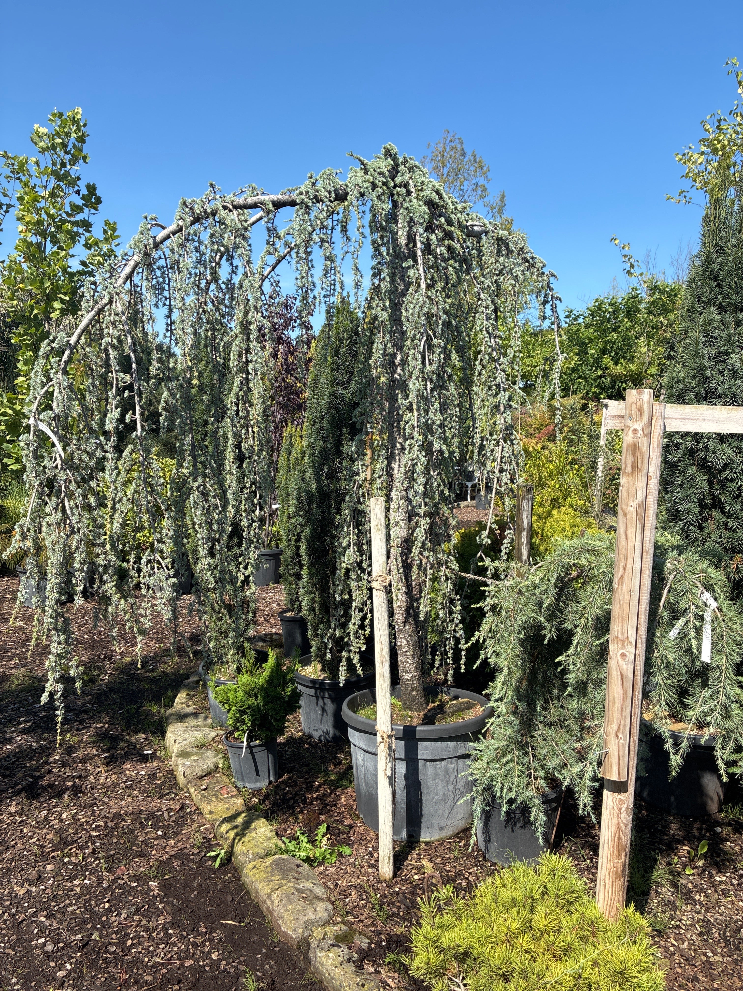 Hängende Blauzeder 'Glauca Pendula' / Cedrus atlantica 'Glauca Pendula'